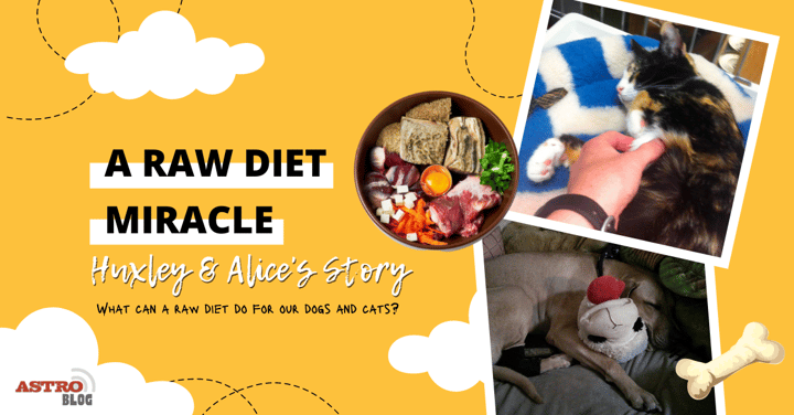 A Raw Diet Miracle | Huxley & Alice's Story