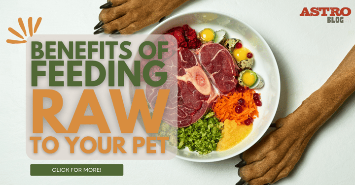 Benefits of Feeding Raw to your Pet