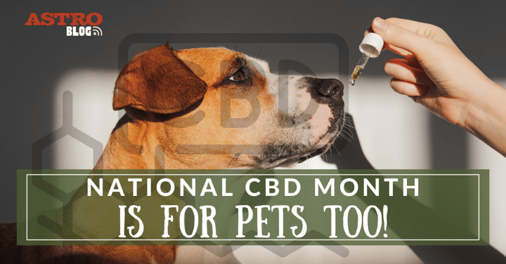 National CBD Month Is for Pets Too!
