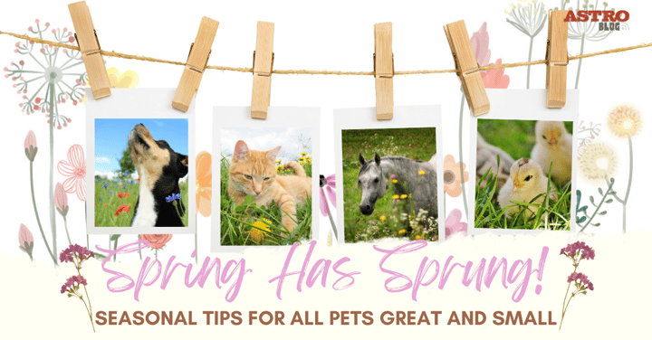 Spring Has Sprung! Seasonal Tips for All Pets Great & Small