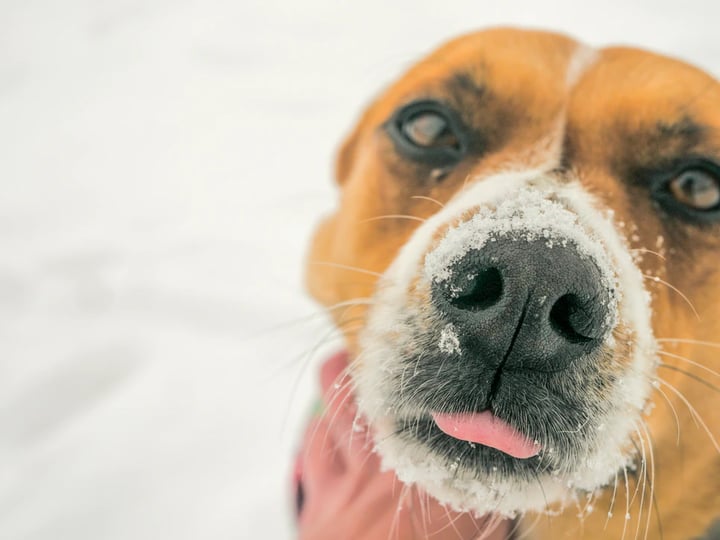 Top 5 Ways to Keep Your Dog Safe This Winter