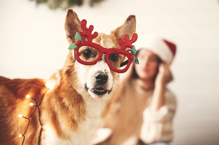 Holidays with Pets - Helping Pet Owners Celebrate All Special Days