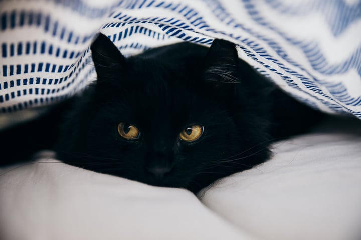 Happy National Black Cat Appreciation Day!