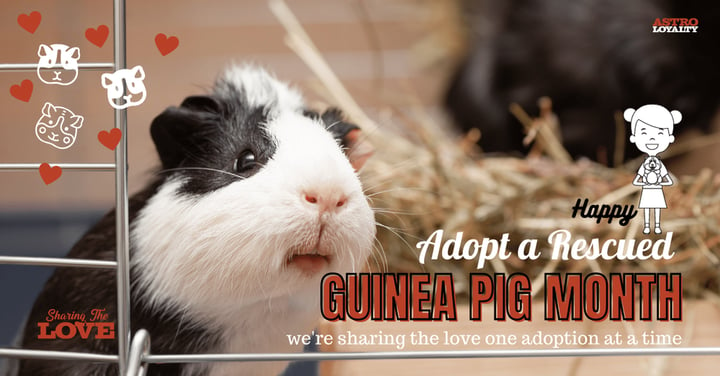 March is Adopt a Rescued Guinea Pig Month!